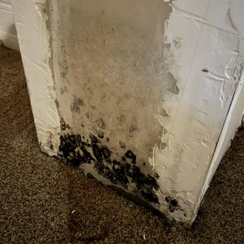 Professional Mold Removal in Yreka, CA